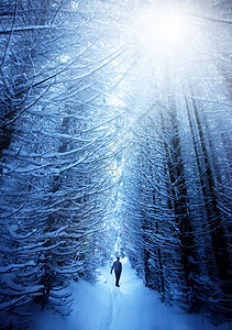 在冬天的深林中图片