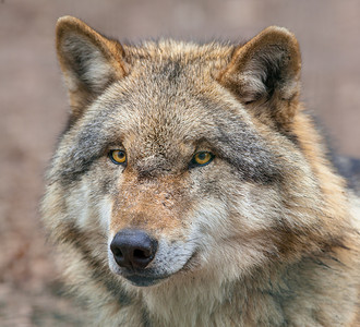 西伯利亚狼动物狼头图片素材