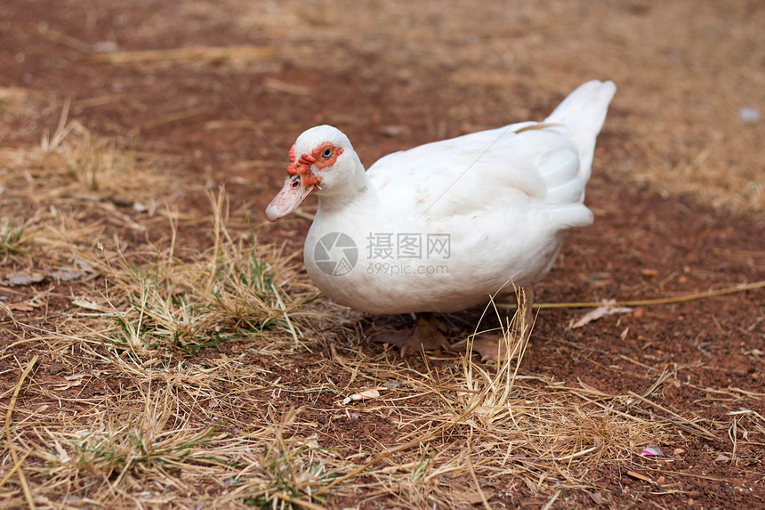 松软鸭图片