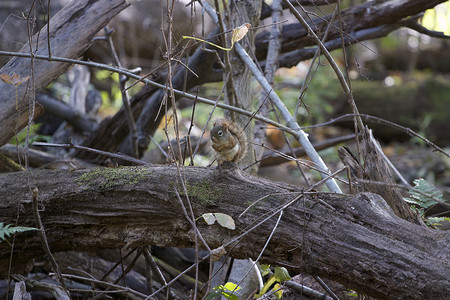 滑稽可爱的小松鼠像玩具一样坐在木头上看图片