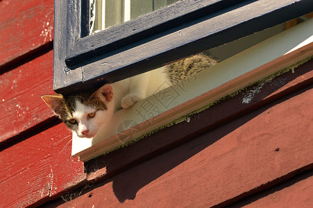 猫试图从窗户逃跑图片
