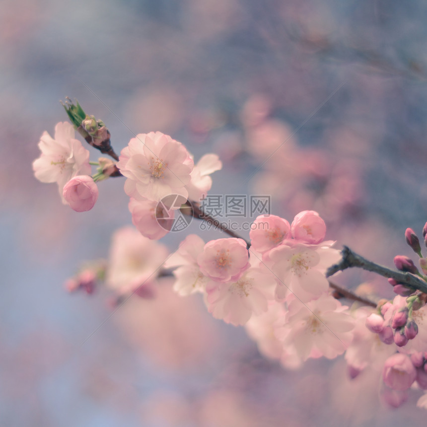 春季粉樱桃花分会的面图片