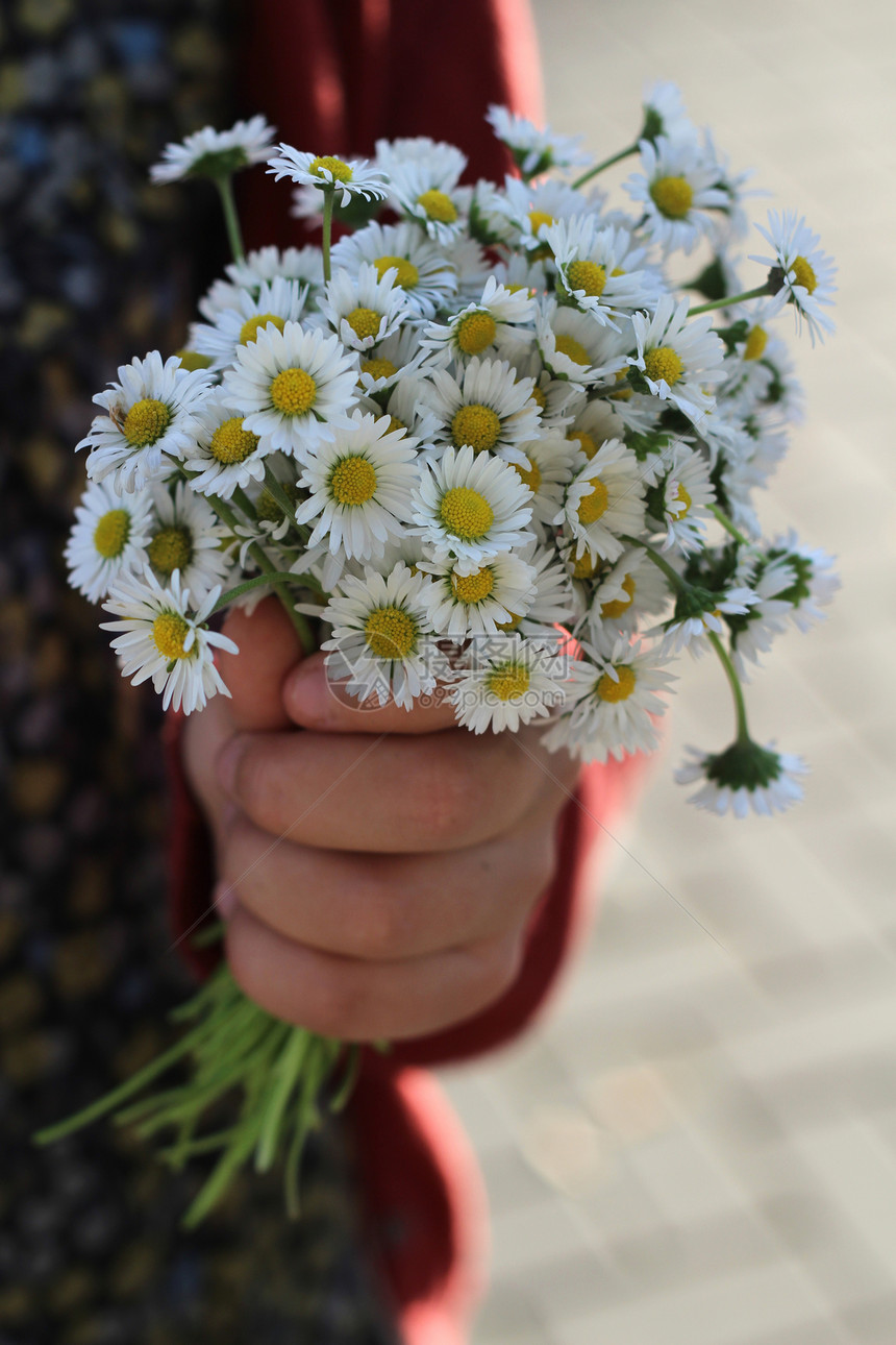 雏菊花束在cildrens手中图片