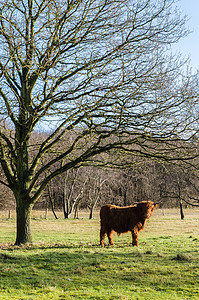 高地牛著名的苏格兰牛图片