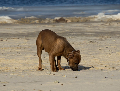 狗在海滩上行走乌图片