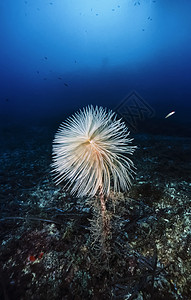 地中海吉安努特里岛美国照片螺图片