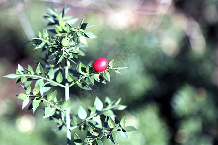 红冬青浆果和多刺的叶子和绿色背景图片