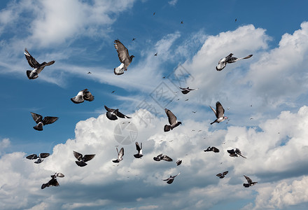 飞翔的鸽子许多鸟儿在蓝天白云中飞翔图片