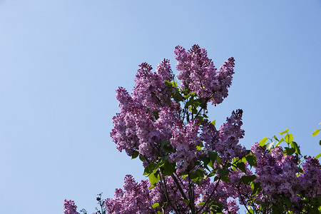 在树丁香春天季节的紫色花图片