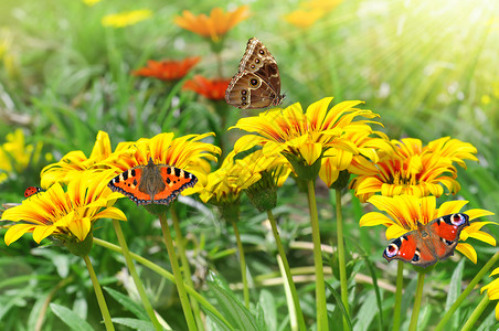 花园里有蝴蝶的春天花朵图片
