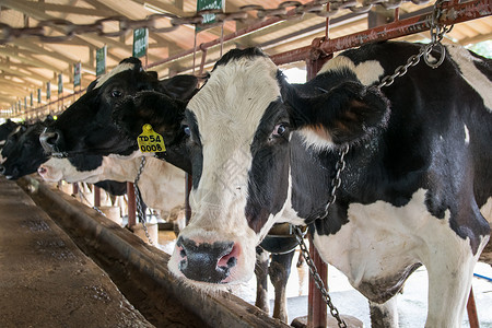 农场里的奶牛奶牛场的内部图片