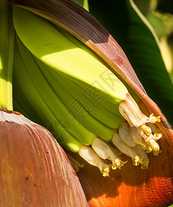 澳大利亚昆士兰州香蕉种植园香蕉图片