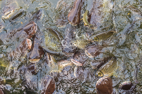 在池塘中喂食许多被剥离的鱼Pangasi图片