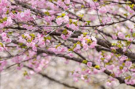 日本樱花樱花将在夏季盛开图片