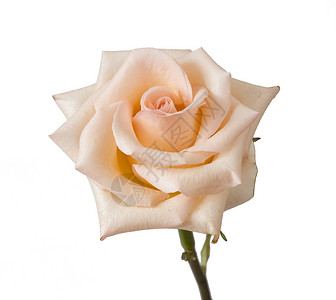 花朵玫瑰白图片