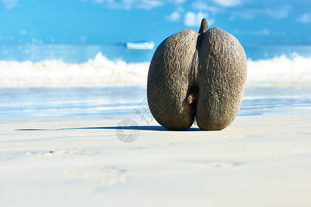 塞舌尔马埃海滩上的海椰子cocod图片