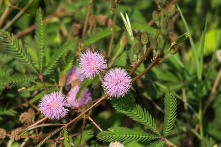 Mimosapudica敏感植图片