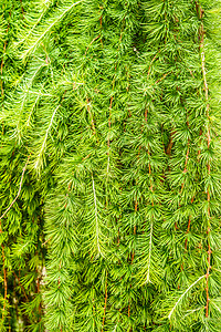 落叶松是科落叶松属的针叶树它们高20至45m图片