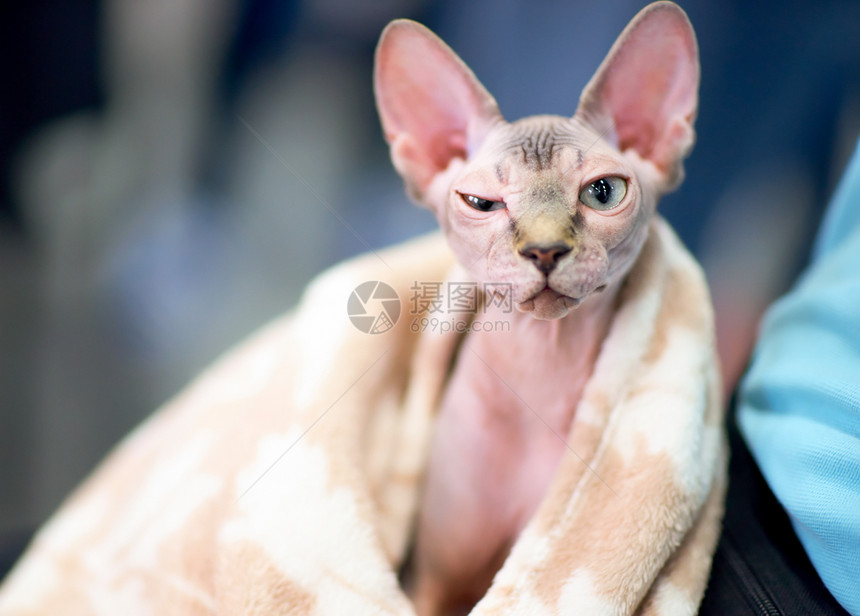 有趣的斯芬克斯猫眯着一只眼睛图片