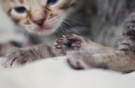 刚出生的灰色条纹小猫图片