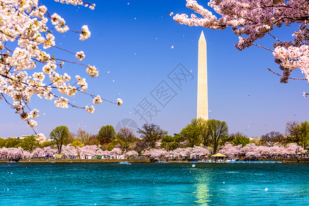 华盛顿华盛顿特区华盛顿古迹在春图片