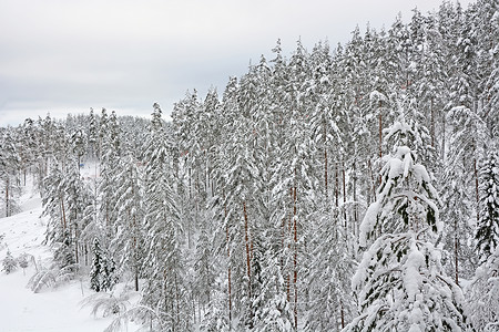 冬季森林山上有雪图片