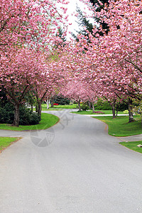 在宁静的街坊道上露出樱桃树横图片