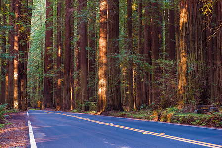红木森林高速公路背景图片