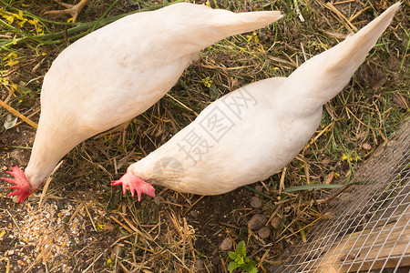 白黑和红母鸡在农图片