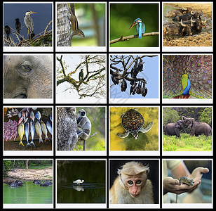 公园亚拉斯里兰卡野生动物园的动物群图片