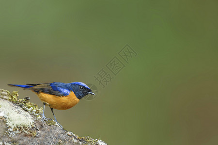 生动的Niltava栖息在木材上的美丽鸟图片