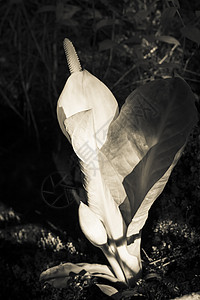 横穿森林的光束撞向了一片盛开的黑白花背景图片