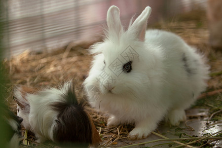 宠物动物群兔子图片