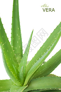 AloeVera白背图片