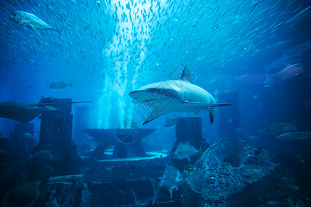 鱼和大鲨鱼在天然水族馆水下背景图片