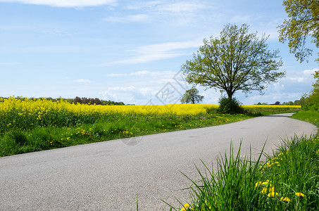 春天在路边一条农村公路旁图片