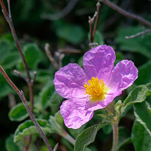 克里特岛岩蔷薇图片