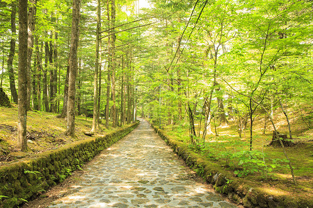 森林中铺石路日本长野川井泽高清图片