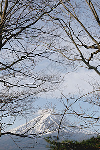 树的枝条和富士山的光华图片