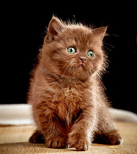 棕色英国小猫的肖像图片