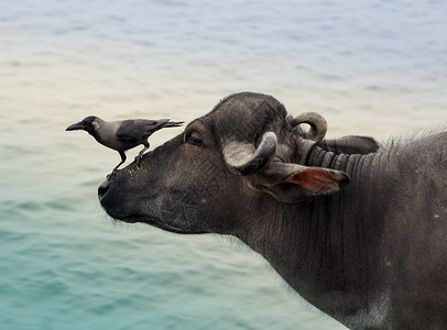 印度水牛头顶上乌鸦Cor图片