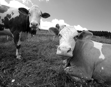 牛在山的草地上吃草图片