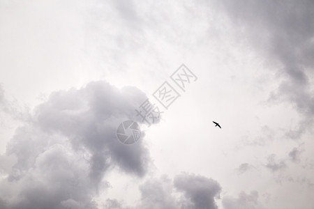 天空中的飞鸟暴风雨云图片