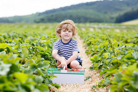 有趣的小男孩在有机采摘草莓农场采摘和吃草莓图片