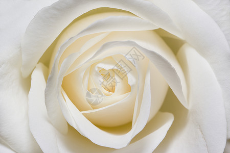 宏观尺度的白玫瑰花卉背景图片