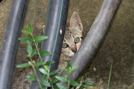 刚出生的小猫躲起来看着你图片