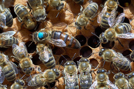 中间的蜜蜂皇后它比其他工人蜜蜂大图片