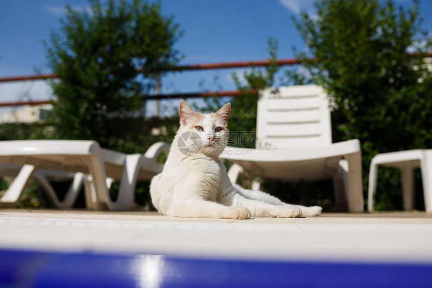白猫在空池旁休息图片