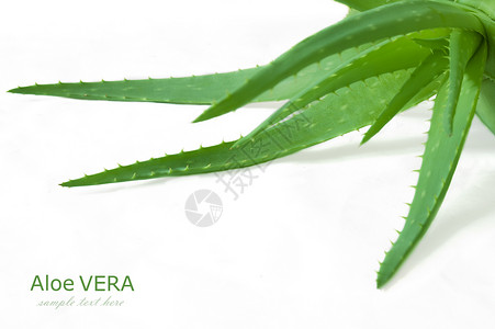 AloeVera树叶图片