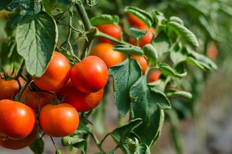 温室里种植的成熟红番茄图片